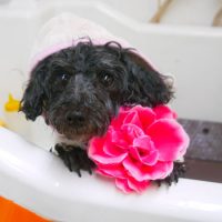 【本店】2018年12月24日のワンちゃん達♪