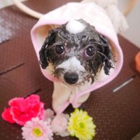 【本店】2018年12月28日のワンちゃん達♪