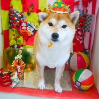 【本店】2018年12月29日のワンちゃん達♪