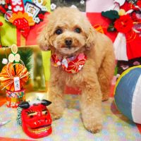 【本店】2018年12月30日のワンちゃん達♪