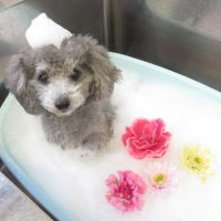 【本店】2019年1月11日のワンちゃん達♪