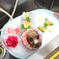 【池下店】2019年1月5日のワンちゃん達♪