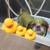 【池下店】2018年1月9日のワンちゃん達♪