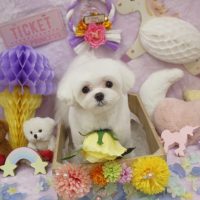 【池下店】2018年1月10日のワンちゃん達♪