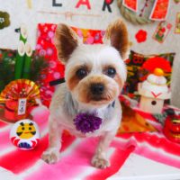 【山手店】2019年1月5日のワンちゃん達♪