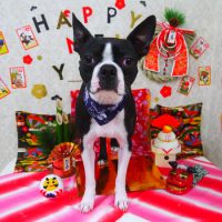 【山手店】2019年1月6日のワンちゃん達♪