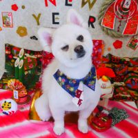 【山手店】2019年1月7日のワンちゃん達♪