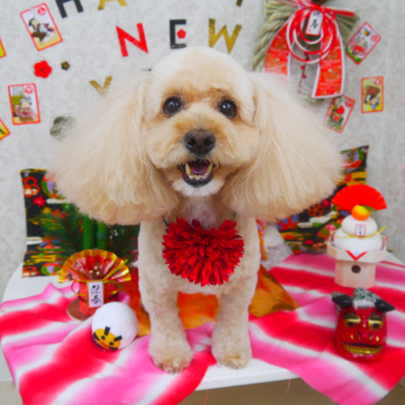 【山手店】2019年1月9日のワンちゃん達♪