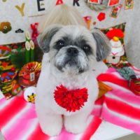 【山手店】2019年1月10日のワンちゃん達♪