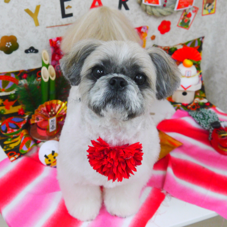 【山手店】2019年1月10日のワンちゃん達♪