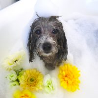 【山手店】2019年1月11日のワンちゃん達♪