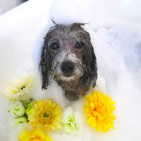 【山手店】2019年1月11日のワンちゃん達♪