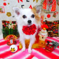 【山手店】2018年1月12日のワンちゃん達♪