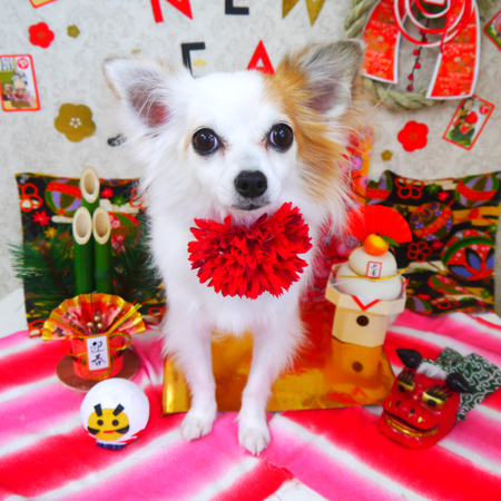 【山手店】2018年1月12日のワンちゃん達♪