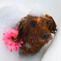 【山手店】2018年1月13日のワンちゃん達♪