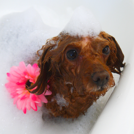 【山手店】2018年1月13日のワンちゃん達♪