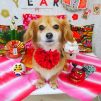 【山手店】2018年1月14日のワンちゃん達♪