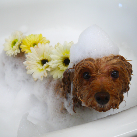 【山手店】2019年1月17日のワンちゃん達♪