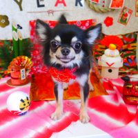 【山手店】2019年1月18日のワンちゃん達♪