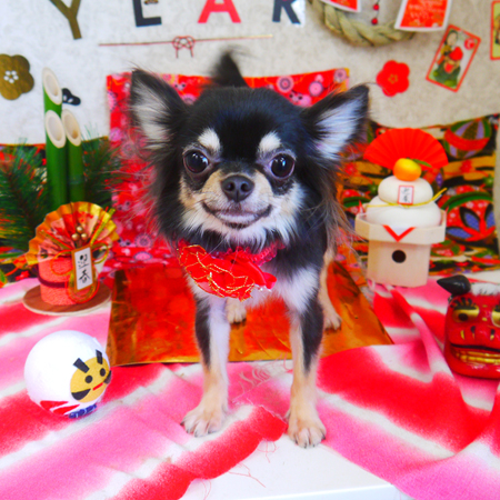 【山手店】2019年1月18日のワンちゃん達♪