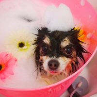 【山手店】2019年1月19日のワンちゃん達♪