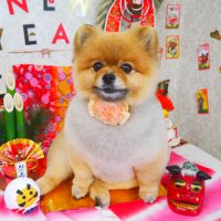 【山手店】2019年1月23日のワンちゃん達♪