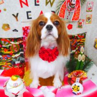 【山手店】2019年1月24日のワンちゃん達♪