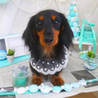 【山手店】2019年1月25日のワンちゃん達♪