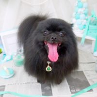 【山手店】2019年1月26日のワンちゃん達♪