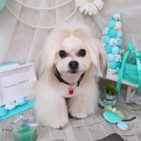 【山手店】2019年1月27日のワンちゃん達♪