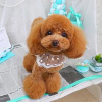 【山手店】2019年1月28日のワンちゃん達♪