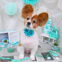 【山手店】2019年1月30日のワンちゃん達♪