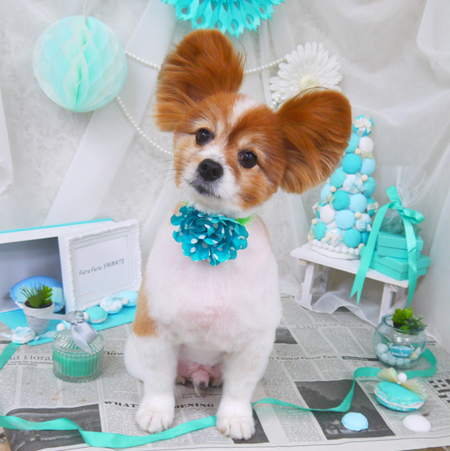 【山手店】2019年1月30日のワンちゃん達♪