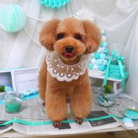 【山手店】2019年1月31日のワンちゃん達♪