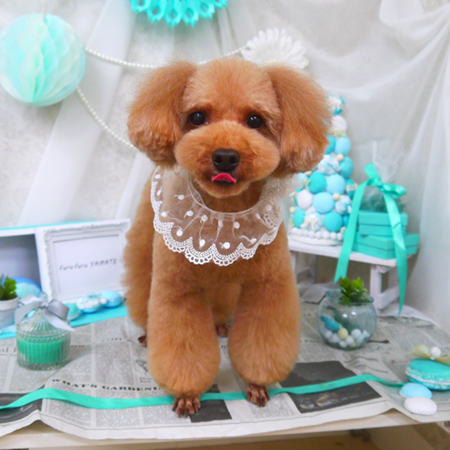 【山手店】2019年1月31日のワンちゃん達♪