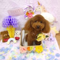 【池下店】2019年1月11日のワンちゃん達♪