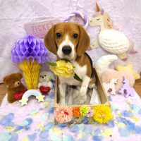 【池下店】2019年1月12日のワンちゃん達♪