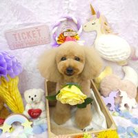 【池下店】2019年1月17日のワンちゃん達♪