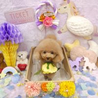 【池下店】2019年1月20日のワンちゃん達♪