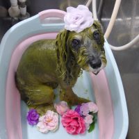 【池下店】2019年1月25日のワンちゃん達♪