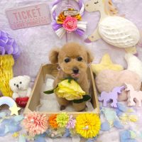 【池下店】2019年1月26日のワンちゃん達♪