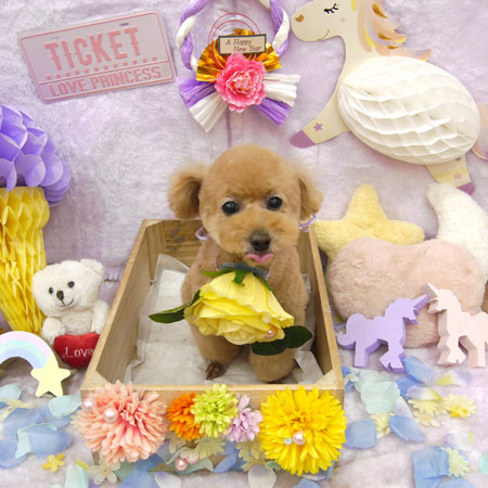 【池下店】2019年1月26日のワンちゃん達♪