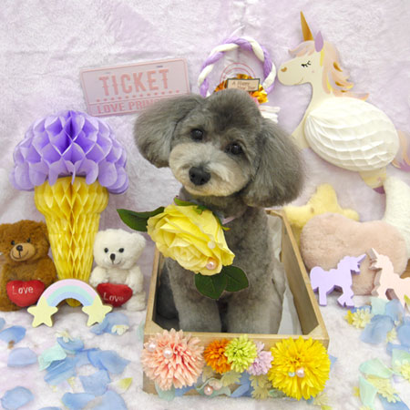 【池下店】2019年1月27日のワンちゃん達♪