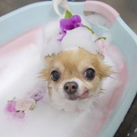 【池下店】2019年1月28日のワンちゃん達♪