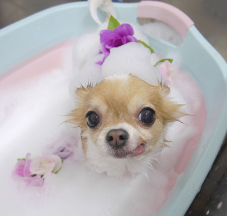 【池下店】2019年1月28日のワンちゃん達♪