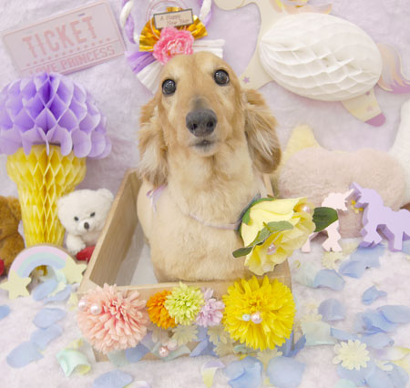 【池下店】2019年1月30日のワンちゃん達♪