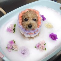 【池下店】2019年1月31日のワンちゃん達♪