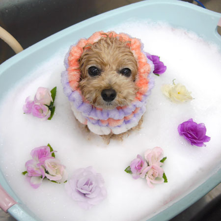 【池下店】2019年1月31日のワンちゃん達♪