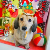 【本店】2019年1月5日のワンちゃん達♪