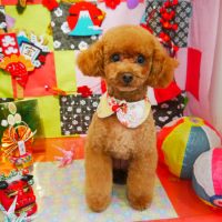 【本店】2019年01月06日のワンちゃん達♪